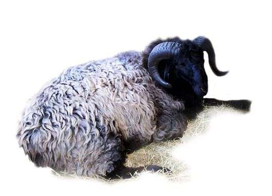 Karakul race de moutons