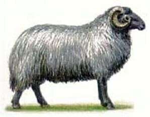 Karakul race de moutons