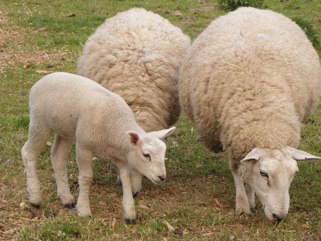 Race caucasienne de moutons