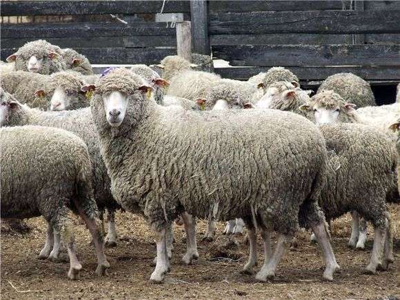 Hissar de moutons