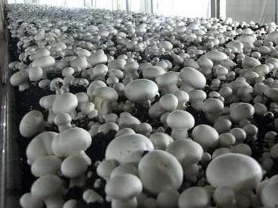 Cultiver des champignons dans la maison