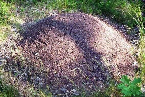 Comment se débarrasser des fourmis dans larrière cour