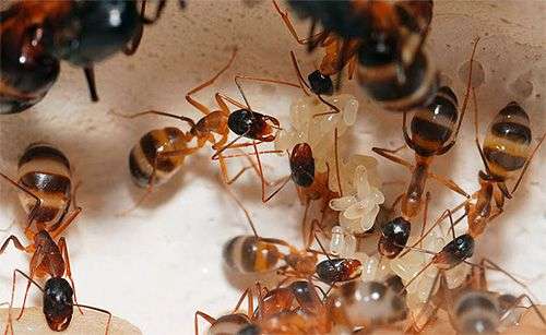Comment se débarrasser des fourmis dans larrière cour