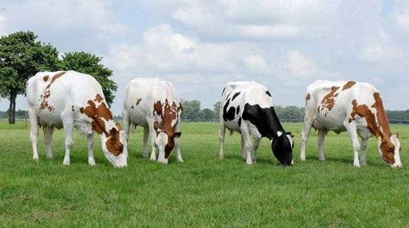 Race Holstein de vaches