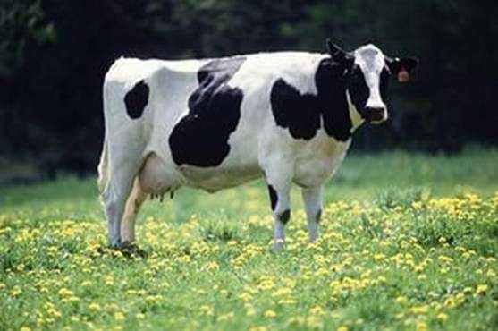 Race Holstein de vaches