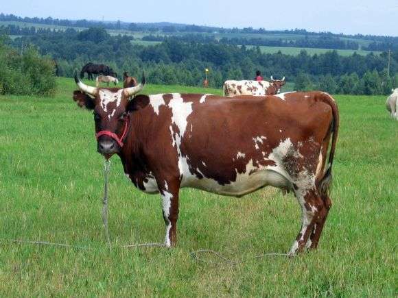 Race de vaches Ayrshire