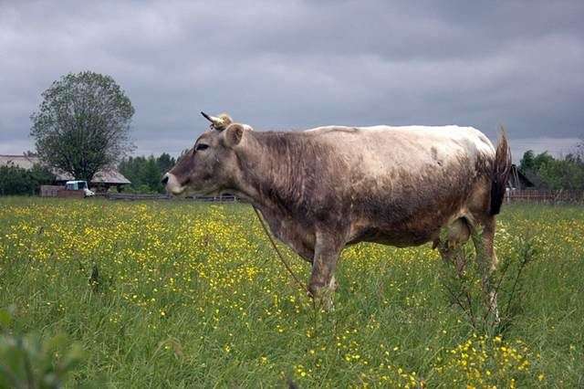 Kostroma race de vaches