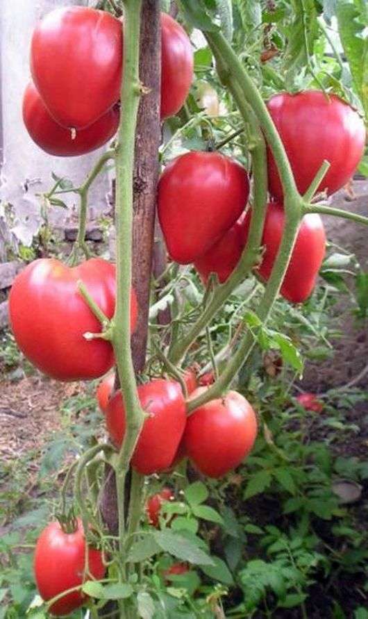 Variété de tomate Miracle de la Terre