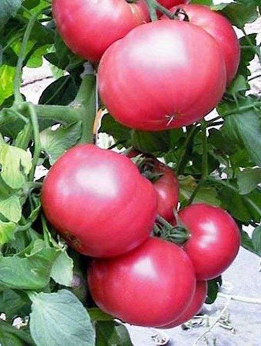 Variété de tomate Miel rose