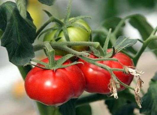 Variété de tomates Miracle du marché