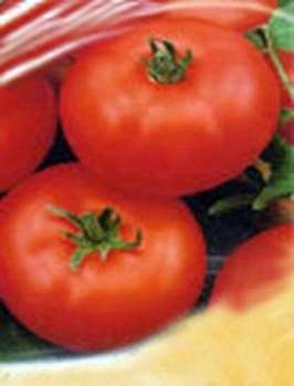 Variété de tomates Kirzhach