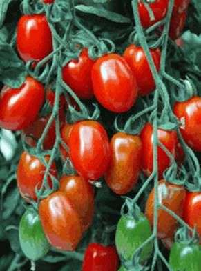 Variété de tomates Caspar