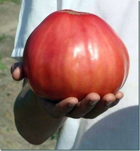 Variété de tomates Coeur daigle