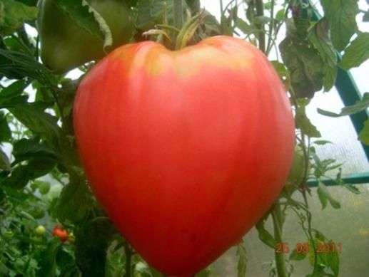 Variété de tomates Coeur daigle