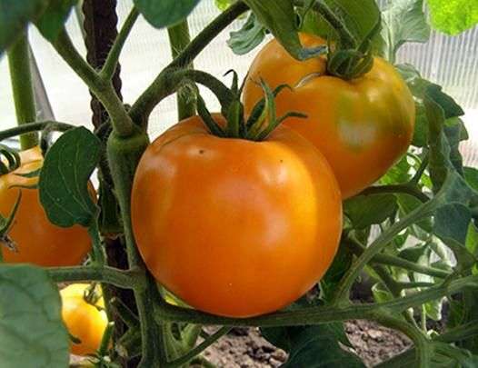 Variété de tomates Persimmon