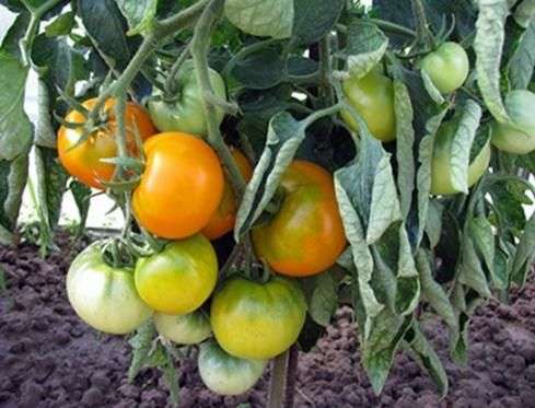 Variété de tomates Persimmon
