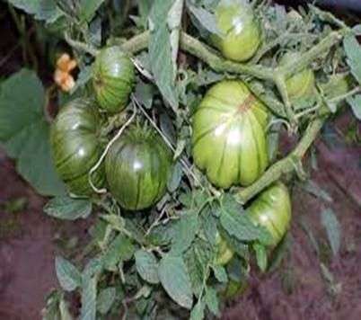 Variété de tomates Watermelon