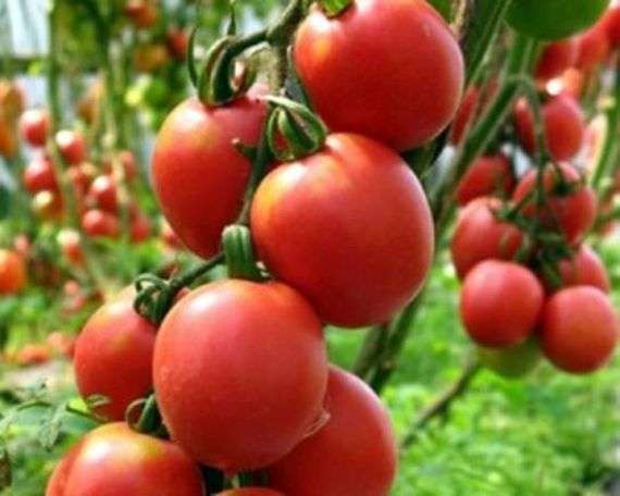 Variété de tomates De Barao Giant