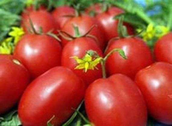 Variété de tomates De Barao Giant