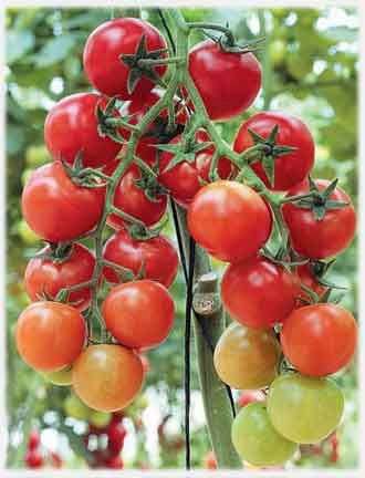 Variété de tomates cerise