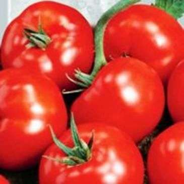 Variété de tomates Sanka