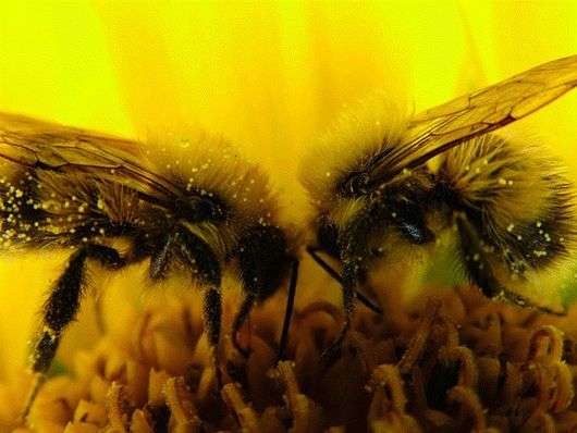 Teneur en bicarbonate des abeilles