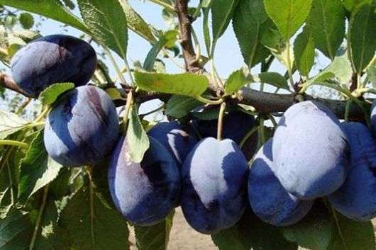 Variété de prune hongroise (Ugorka)