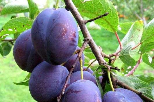 Variété de prune hongroise (Ugorka)
